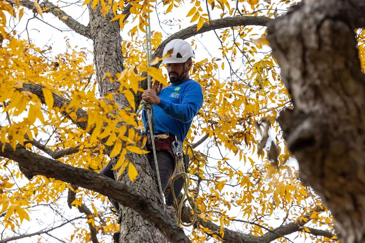 Skilled Tree Trimming crew working in Powhatan Point