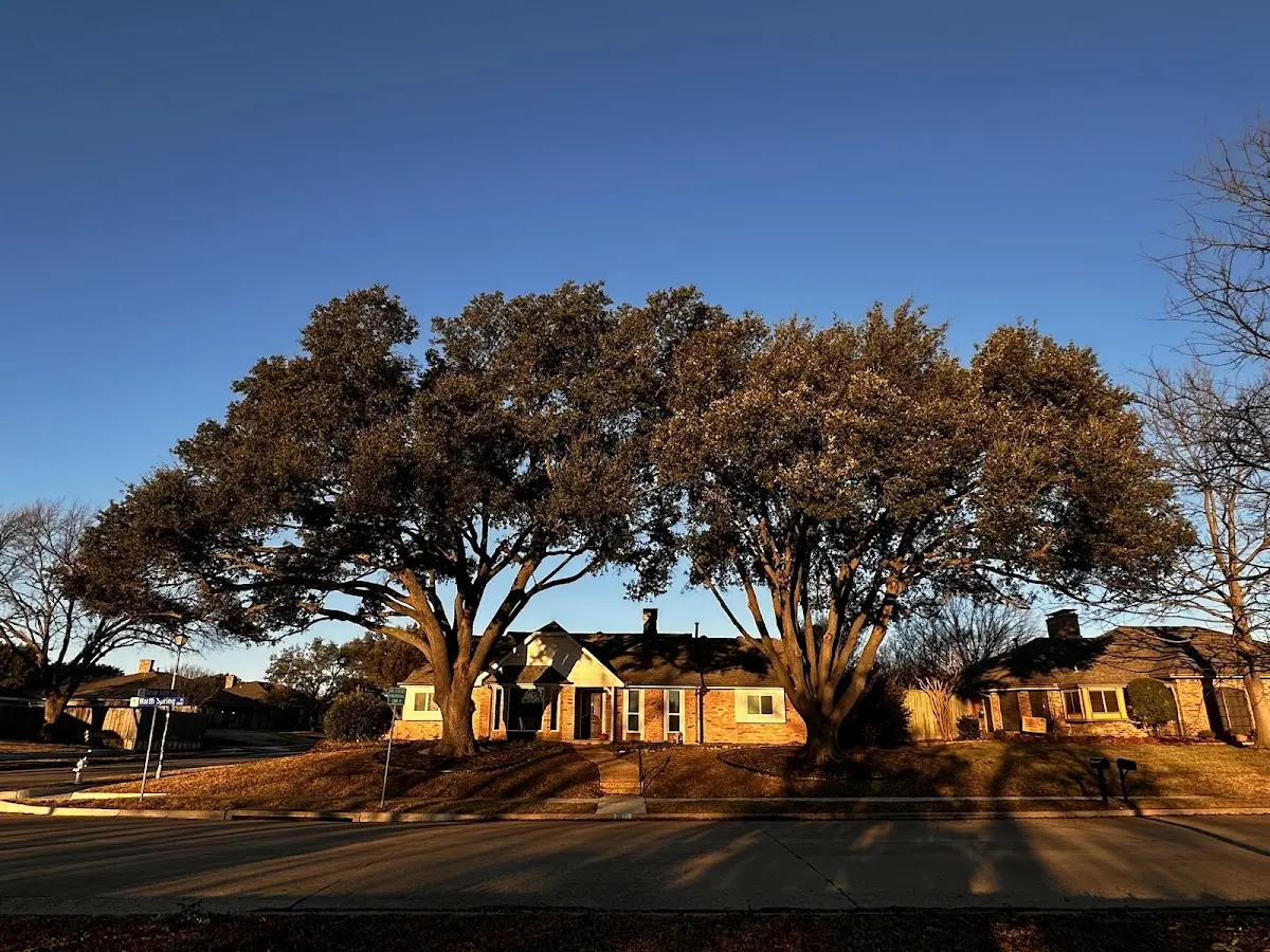 Established residential canopy tree shading a home in Powhatan Point